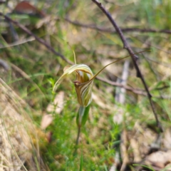 Diplodium coccinum at Tidbinbilla Nature Reserve - suppressed