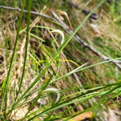 Diplodium coccinum at Tidbinbilla Nature Reserve - suppressed