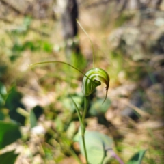 Diplodium decurvum at Namadgi National Park - suppressed