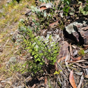 Cheilanthes sieberi subsp. sieberi at Namadgi National Park - 8 Feb 2024 11:43 AM