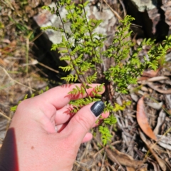 Cheilanthes sieberi subsp. sieberi at Namadgi National Park - 8 Feb 2024 11:43 AM