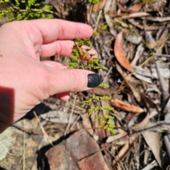 Cheilanthes sieberi subsp. sieberi at Namadgi National Park - 8 Feb 2024