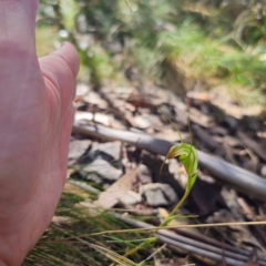 Diplodium decurvum (Summer greenhood) at Namadgi National Park - 7 Feb 2024 by Csteele4