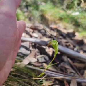 Diplodium decurvum at Namadgi National Park - 8 Feb 2024