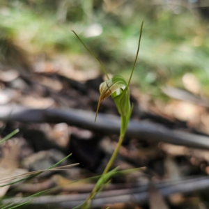 Diplodium decurvum at Namadgi National Park - 8 Feb 2024