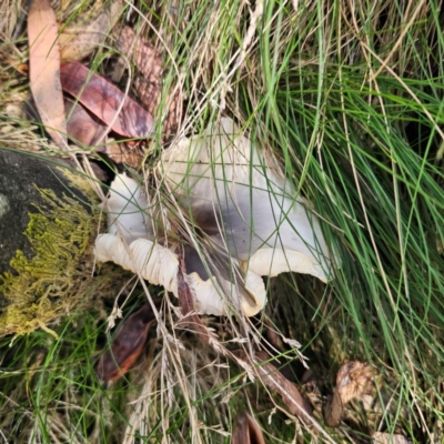 Omphalotus nidiformis (Ghost Fungus) at Namadgi National Park - 7 Feb 2024 by Csteele4
