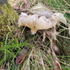 Omphalotus nidiformis at Namadgi National Park - 8 Feb 2024 10:46 AM