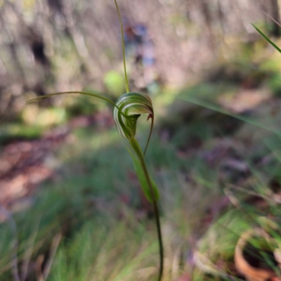 Diplodium decurvum (Summer greenhood) at Namadgi National Park - 8 Feb 2024 by Csteele4