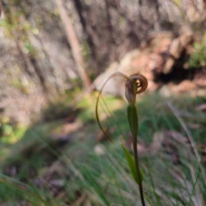 Diplodium decurvum at Namadgi National Park - suppressed