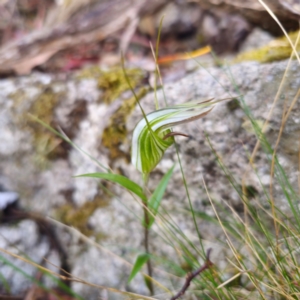 Diplodium coccinum at Namadgi National Park - suppressed