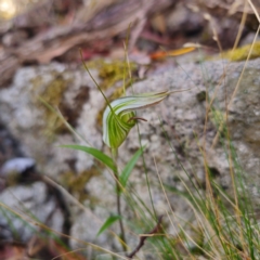 Diplodium coccinum at Namadgi National Park - suppressed