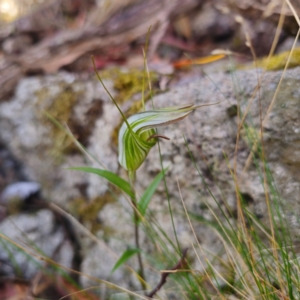 Diplodium coccinum at Namadgi National Park - suppressed