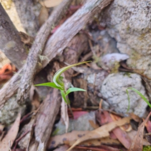 Diplodium coccinum at Namadgi National Park - suppressed