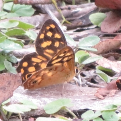 Heteronympha paradelpha (Spotted Brown) at Bungonia National Park - 8 Feb 2024 by Christine