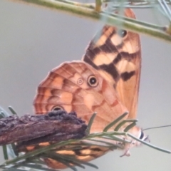 Heteronympha paradelpha at Bungonia National Park - 8 Feb 2024