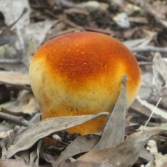 Unidentified Puffball & the like at Bungonia, NSW - 8 Feb 2024 by Christine