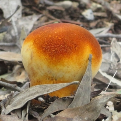 Unidentified Puffball & the like at Bungonia, NSW - 8 Feb 2024 by Christine