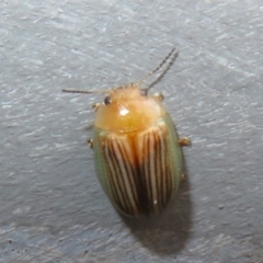 Peltoschema sp. (genus) (Leaf beetle) at Bungonia National Park - 8 Feb 2024 by Christine