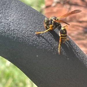 Polistes (Polistes) chinensis at Phillip, ACT - suppressed