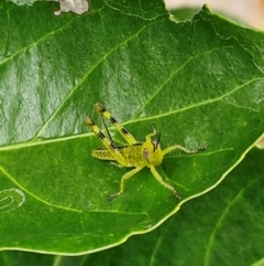 Unidentified Grasshopper, Cricket or Katydid (Orthoptera) at New Italy, NSW - 8 Feb 2024 by AliClaw