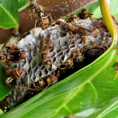 Unidentified Social or paper-nest wasp (Vespidae, Polistinae or Vespinae) at Bundjalung National Park - 8 Feb 2024 by AliClaw