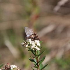 Theclinesthes serpentata (Saltbush Blue) at Kambah, ACT - 6 Feb 2024 by Csteele4