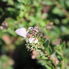 Theclinesthes serpentata at Tidbinbilla Nature Reserve - 7 Feb 2024