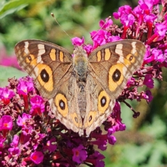 Junonia villida (Meadow Argus) at QPRC LGA - 9 Feb 2024 by MatthewFrawley