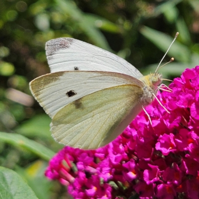 Pieris rapae (Cabbage White) at QPRC LGA - 9 Feb 2024 by MatthewFrawley