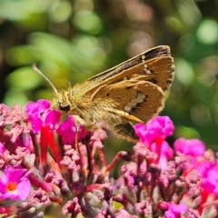 Dispar compacta (Barred Skipper) at QPRC LGA - 9 Feb 2024 by MatthewFrawley