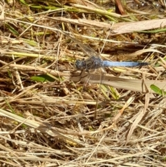 Orthetrum caledonicum (Blue Skimmer) at Sullivans Creek, Acton - 9 Feb 2024 by VanceLawrence