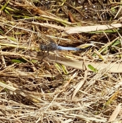 Orthetrum caledonicum at Australian National University - 9 Feb 2024 01:15 PM