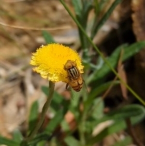 Eristalinus punctulatus at Hackett, ACT - 8 Feb 2024 03:25 PM