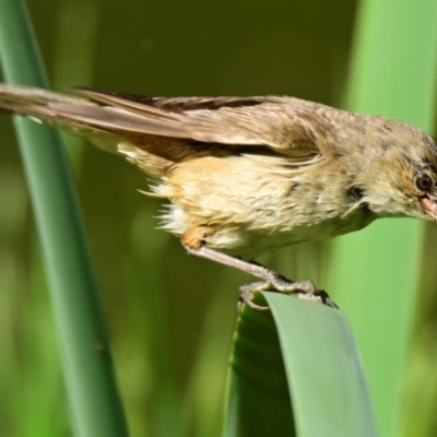 Acrocephalus australis (Australian Reed-Warbler) at Fyshwick, ACT - 8 Feb 2024 by Thurstan