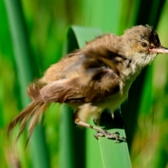 Acrocephalus australis at Jerrabomberra Wetlands - 9 Feb 2024 10:20 AM