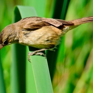 Acrocephalus australis at Jerrabomberra Wetlands - 9 Feb 2024 10:20 AM