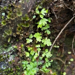 Asplenium subglandulosum at Brindabella National Park - 9 Feb 2024 by Rebeccaryanactgov