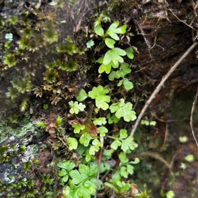 Asplenium subglandulosum at Brindabella National Park - 9 Feb 2024 by Rebeccaryanactgov