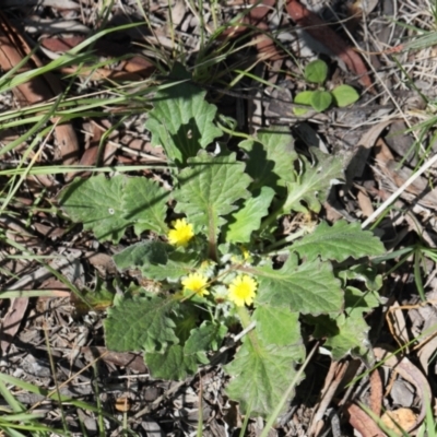 Cymbonotus sp. (preissianus or lawsonianus) (Bears Ears) at Lyons, ACT - 10 Oct 2020 by ran452