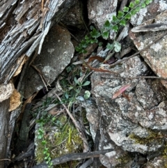 Asplenium flabellifolium (Necklace Fern) at Uriarra, NSW - 8 Feb 2024 by Rebeccaryanactgov