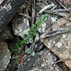 Asplenium flabellifolium at Brindabella National Park - 9 Feb 2024 08:58 AM