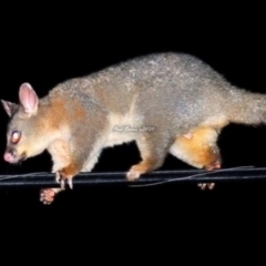 Trichosurus vulpecula (Common Brushtail Possum) at Fisher, ACT - 4 Feb 2024 by Paul57