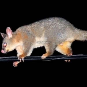 Trichosurus vulpecula at Fisher, ACT - 4 Feb 2024