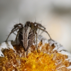 Oxyopes sp. (genus) (Lynx spider) at Lyons, ACT - 10 Oct 2020 by ran452