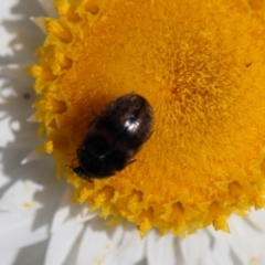 Dermestidae sp. (family) (Dermestid, carpet or hide beetles) at Lyons, ACT - 10 Oct 2020 by ran452