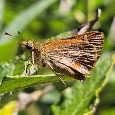 Dispar compacta (Barred Skipper) at QPRC LGA - 9 Feb 2024 by MatthewFrawley