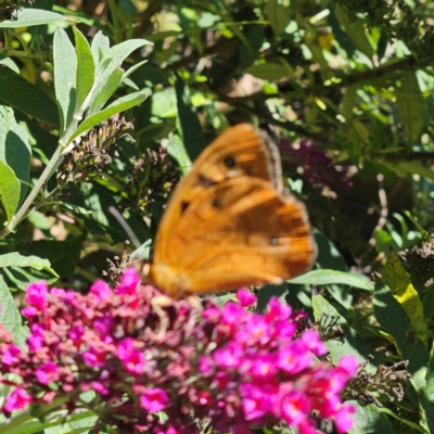 Heteronympha penelope (Shouldered Brown) at QPRC LGA - 9 Feb 2024 by MatthewFrawley