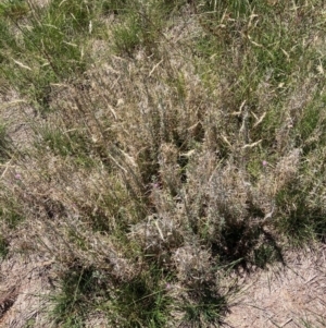 Epilobium billardiereanum subsp. cinereum at Mount Majura - 9 Feb 2024 12:58 PM