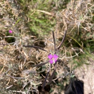 Epilobium billardiereanum subsp. cinereum at Mount Majura - 9 Feb 2024