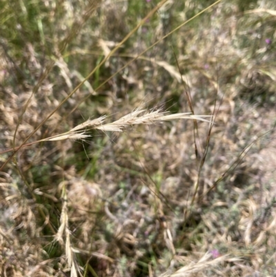 Rytidosperma (genus) (Wallaby Grass) at Mount Majura - 9 Feb 2024 by waltraud